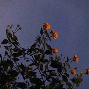 日本丰腴少妇色情片
